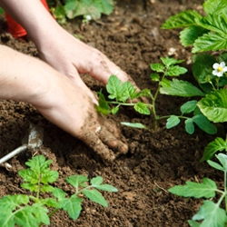 Jardinage sans pesticides